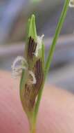 Image of Ficinia capillifolia (Schrad.) C. B. Clarke