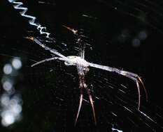 Imagem de Argiope halmaherensis Strand 1907