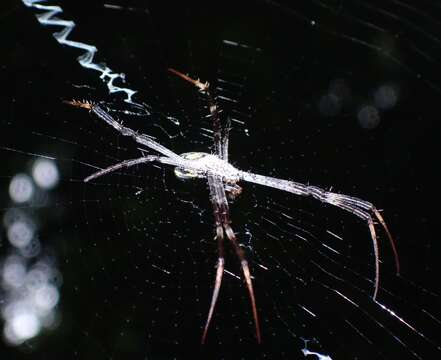 Image of Argiope halmaherensis Strand 1907