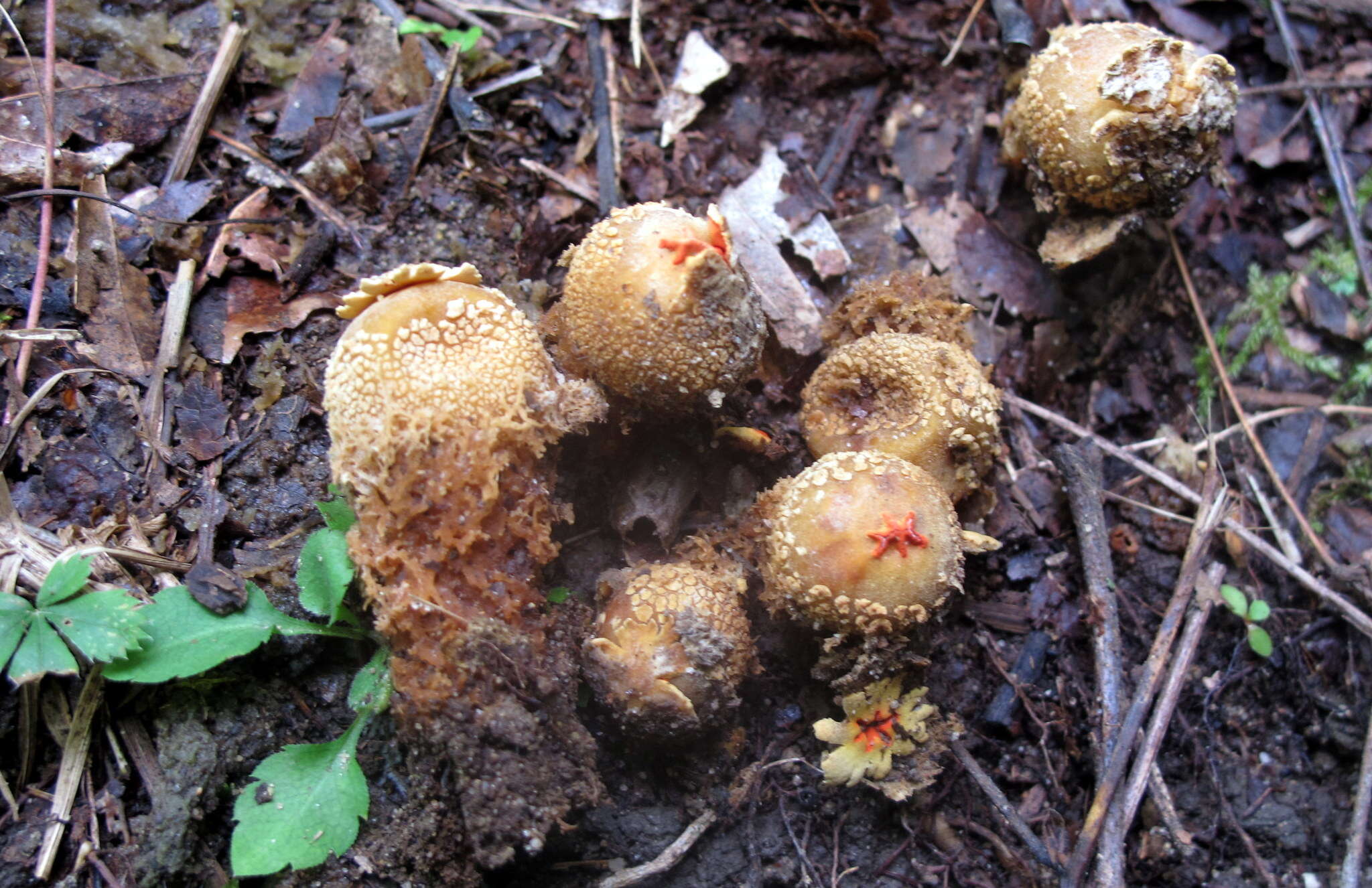 Sivun Calostoma ravenelii (Berk.) Massee 1888 kuva