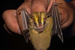 Image of Heller's Broad-nosed Bat