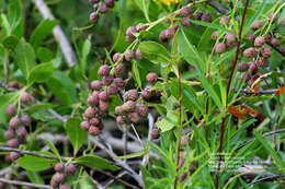 Image of mangrove