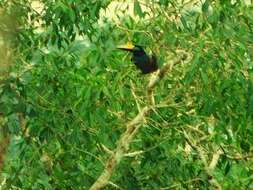 Image of Many-banded Aracari