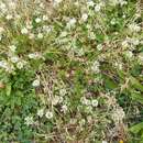 Sivun Trifolium nigrescens subsp. nigrescens kuva