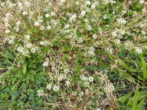 Image de Trifolium nigrescens subsp. nigrescens