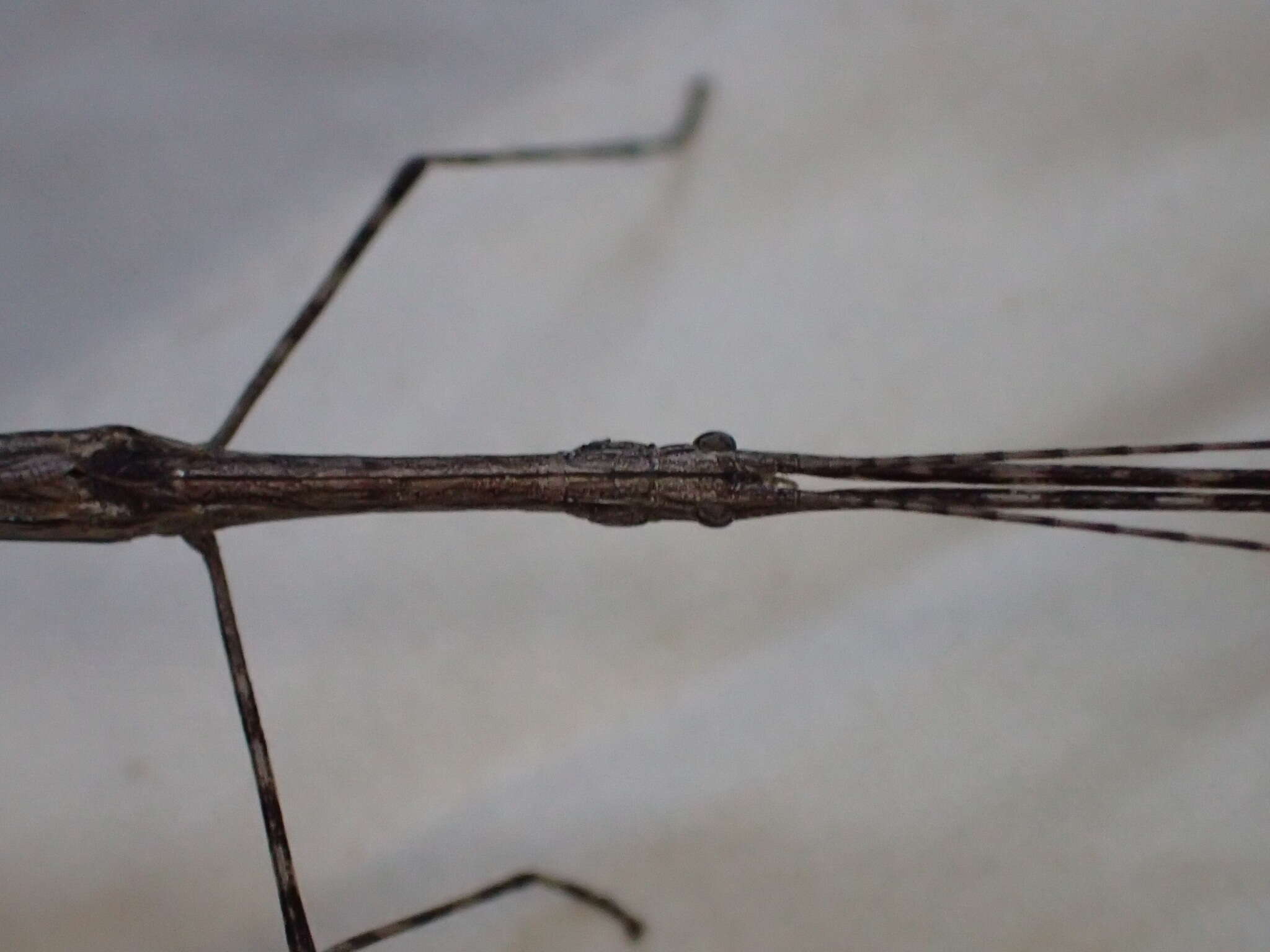 Image of Sipyloidea whitei Brock & Hasenpusch 2007