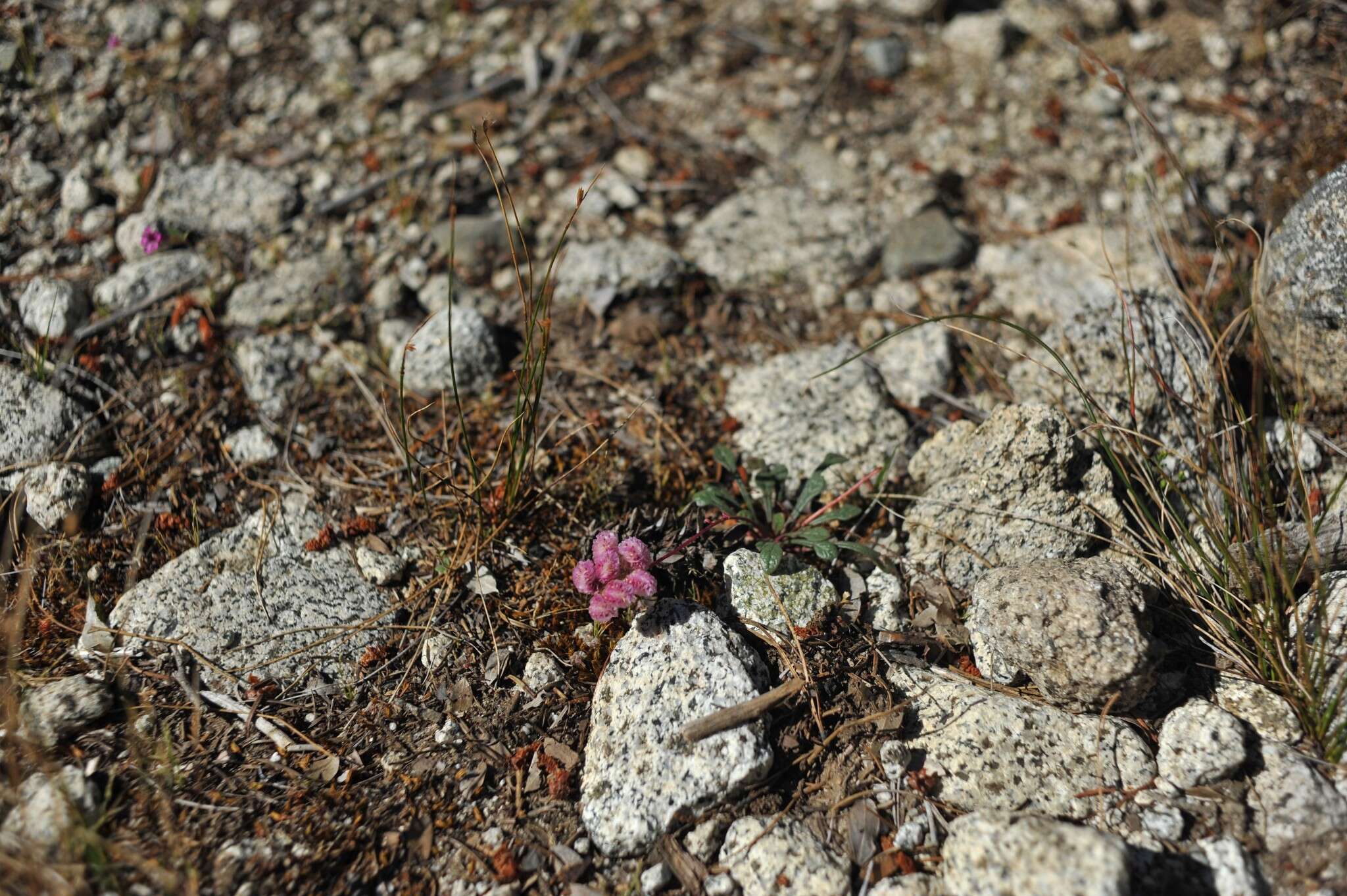 صورة Cistanthe monosperma (E. Greene) M. A. Hershkovitz