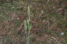 Calochilus campestris R. Br.的圖片