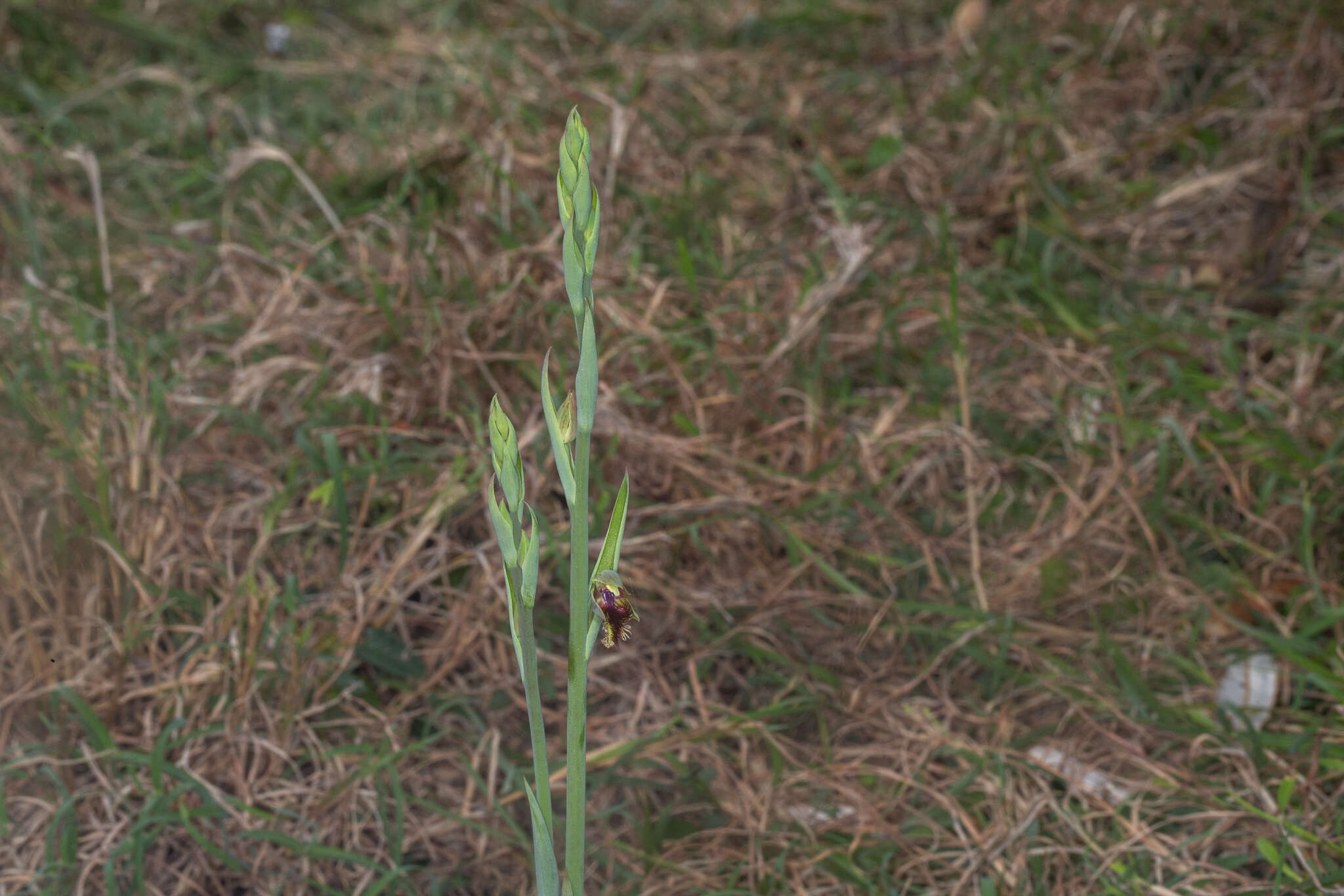 Calochilus campestris R. Br.的圖片