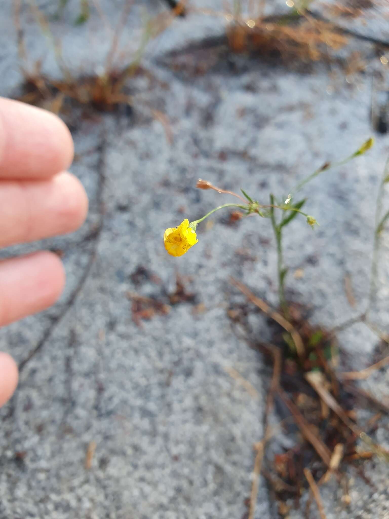 Image of Goodenia pulchella Benth.