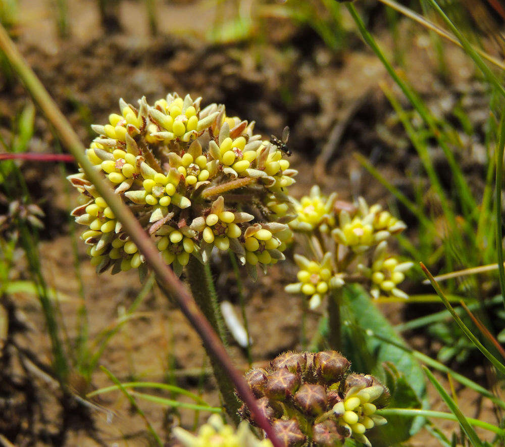 Image de Xysmalobium prunelloides Turcz.