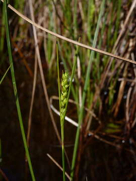 Imagem de Carex striata Michx.