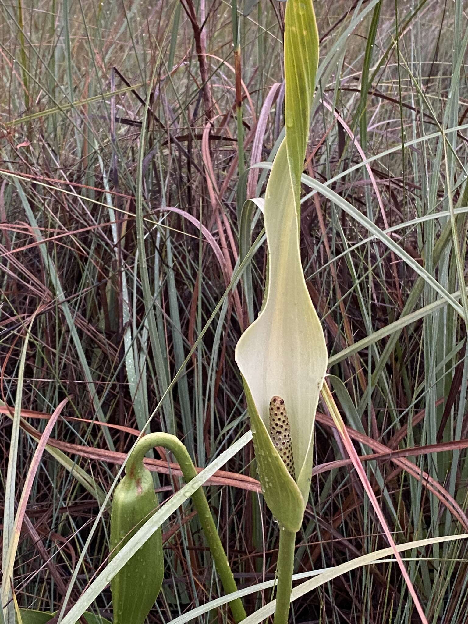 Urospatha sagittifolia (Rudge) Schott的圖片