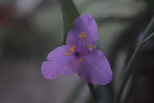 Image of Tradescantia hirta D. R. Hunt