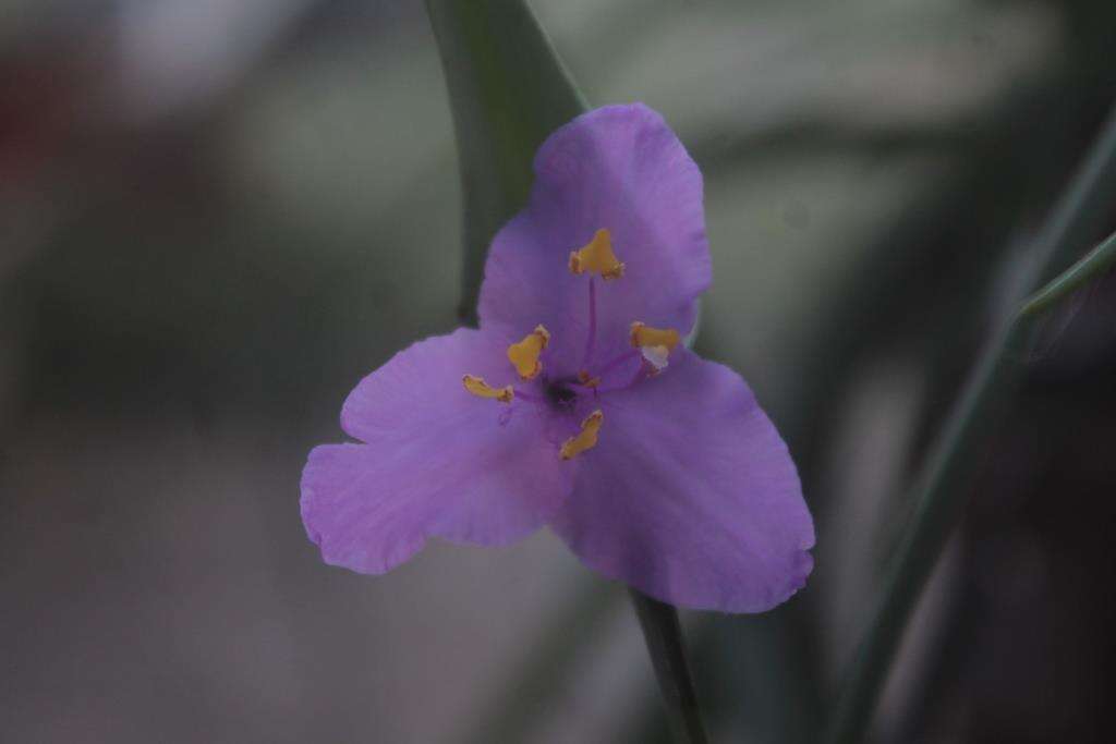 Слика од Tradescantia hirta D. R. Hunt