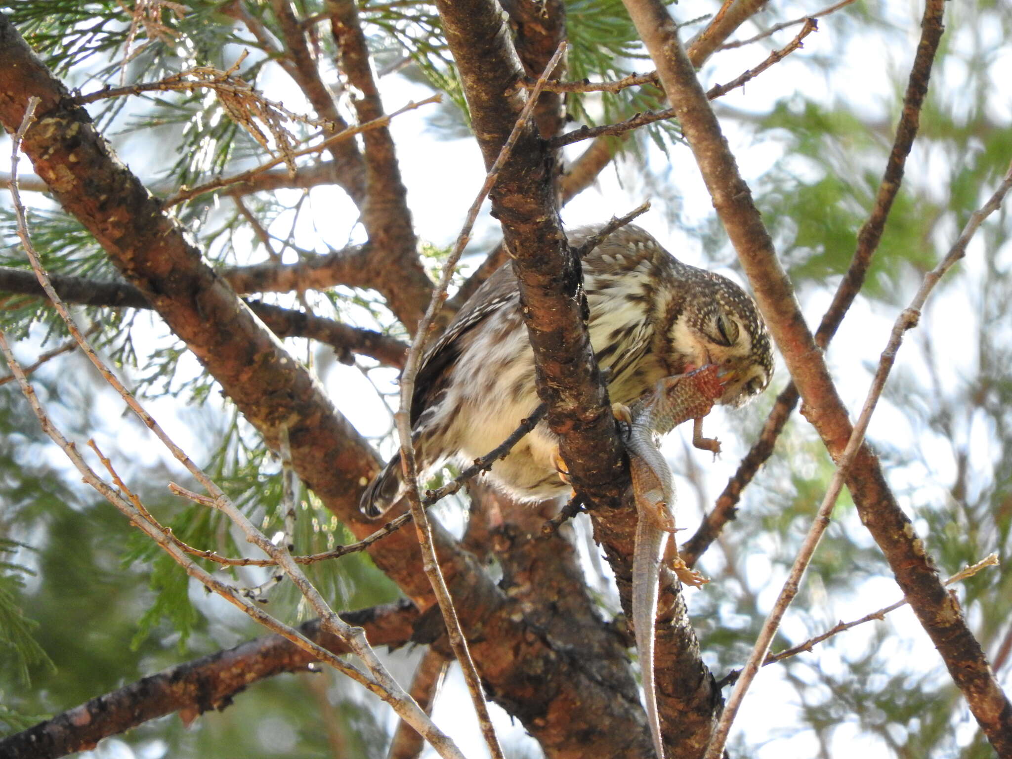 Plancia ëd Glaucidium gnoma Wagler 1832