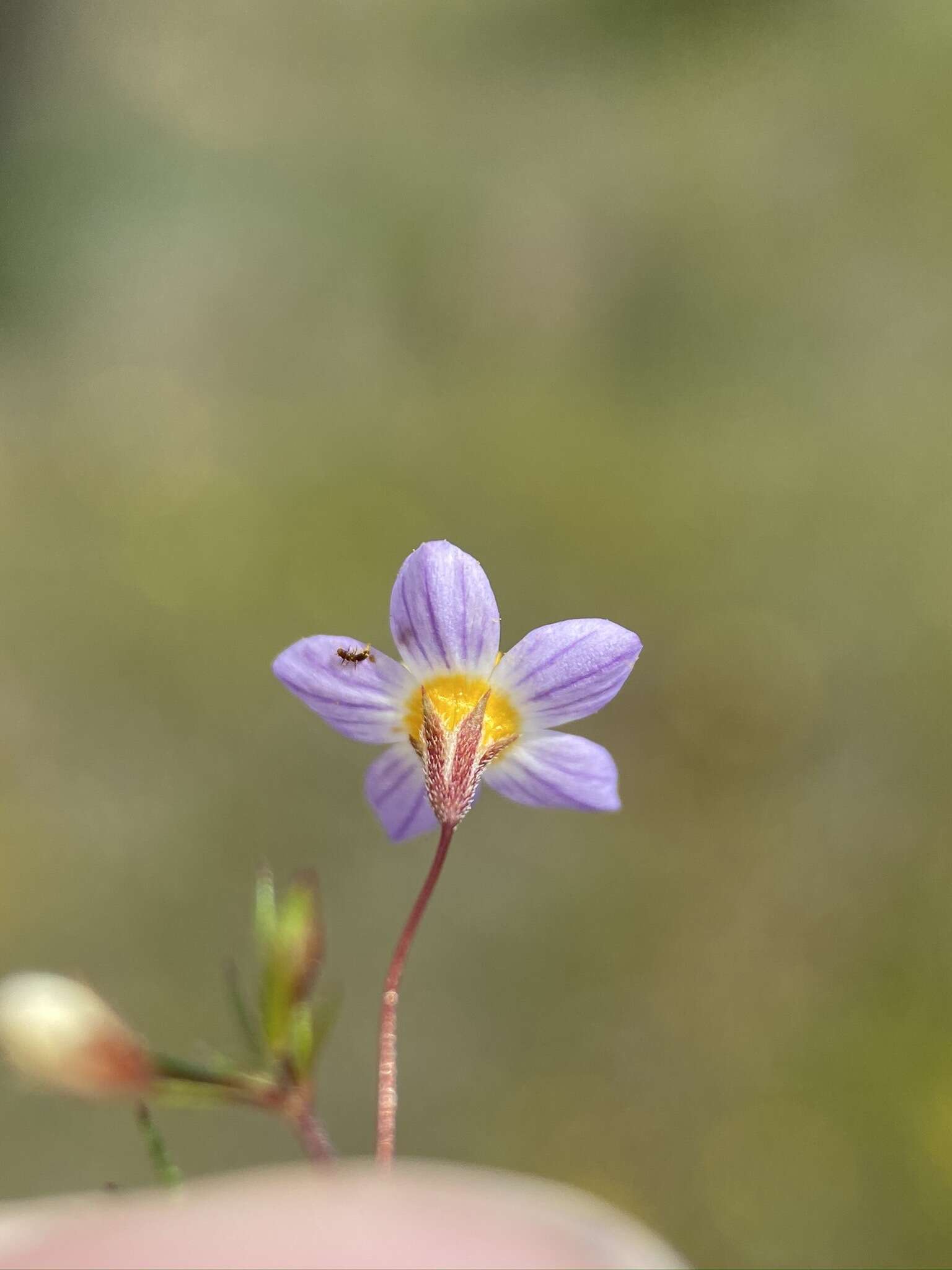 Image of thread linanthus