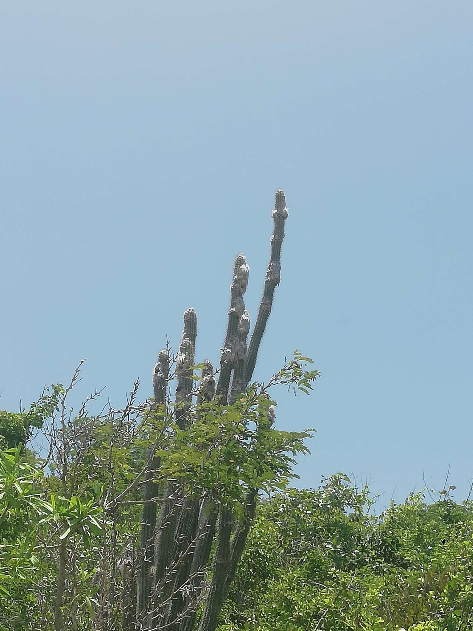 Image of Pilosocereus collinsii (Britton & Rose) Byles & G. D. Rowley