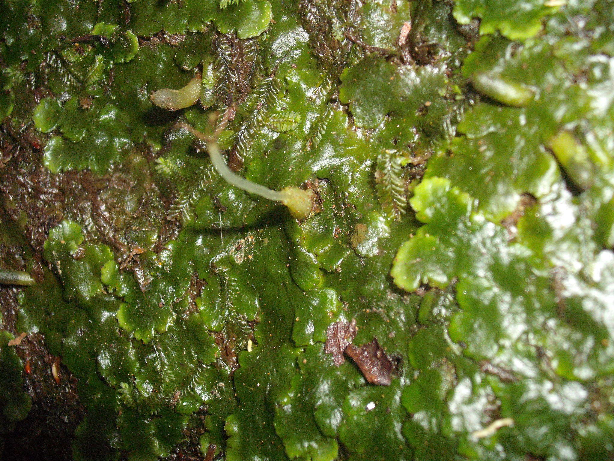 Image of Lobatiriccardia alterniloba (Hook. fil. & Taylor) Furuki