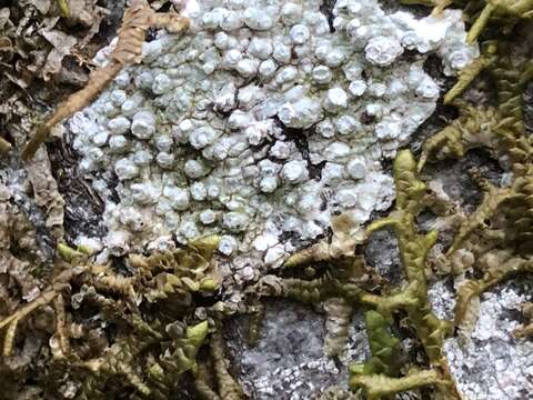 Image of pore lichen