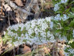 Image of Hakea ruscifolia Labill.