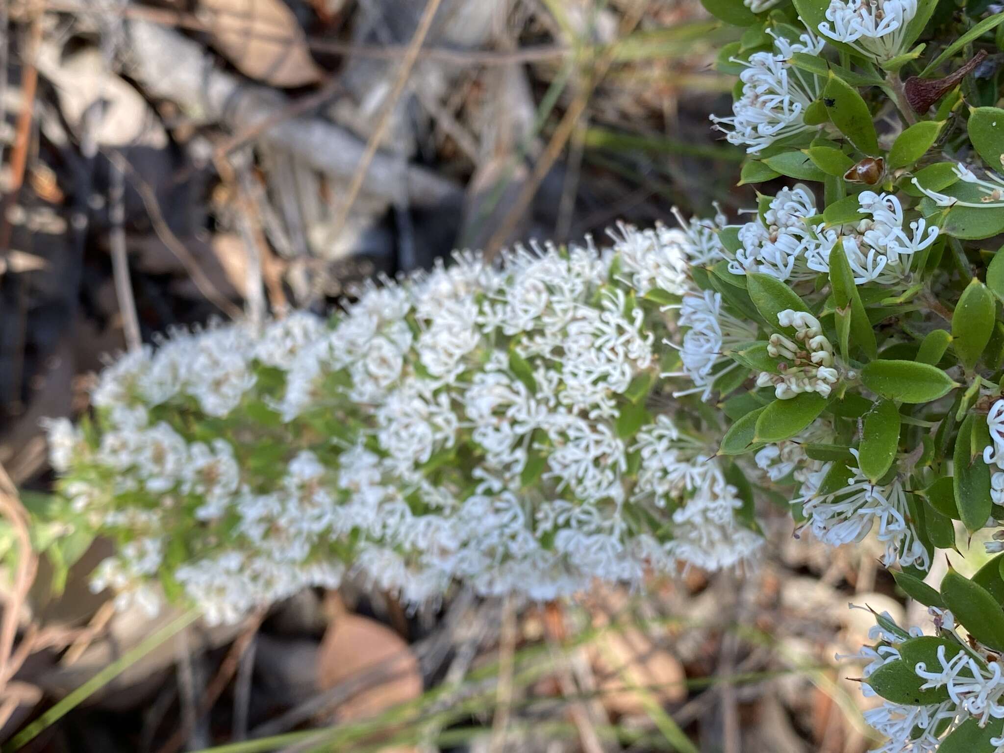 Image of Hakea ruscifolia Labill.