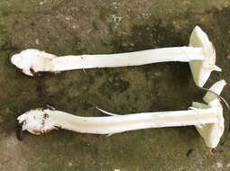 Image of Western North American Destroying Angel