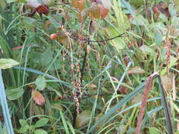 Image of Rattlesnake manna grass