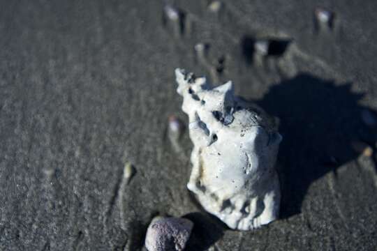 Image of California frogsnail