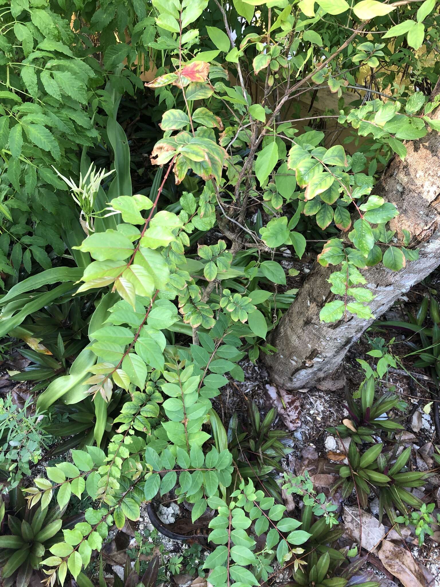 Image de Acalypha wilkesiana Müll. Arg.