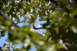 Image of Forest Owlet