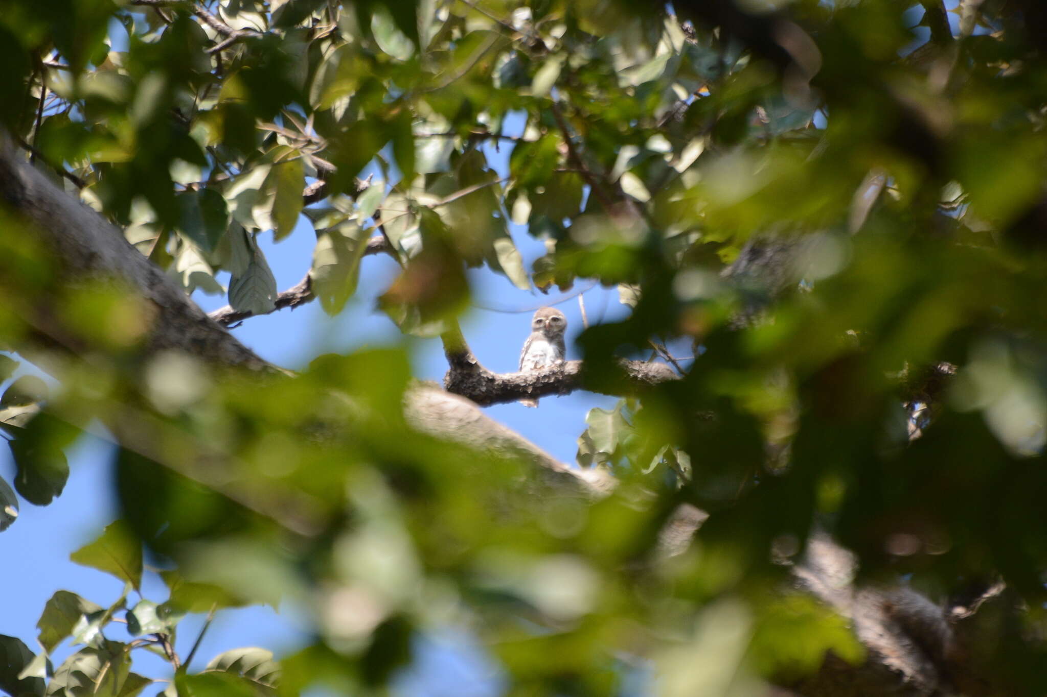 Image of Forest Owlet