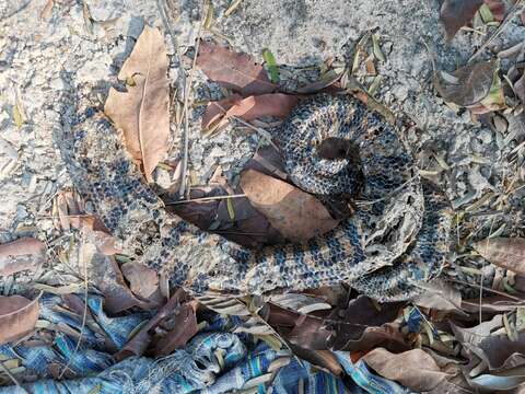 Image of Cylindrophis jodiae Amarasinghe, Ineich, Campbell & Hallermann 2015