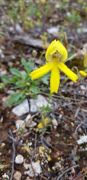 Image of Goodenia arguta