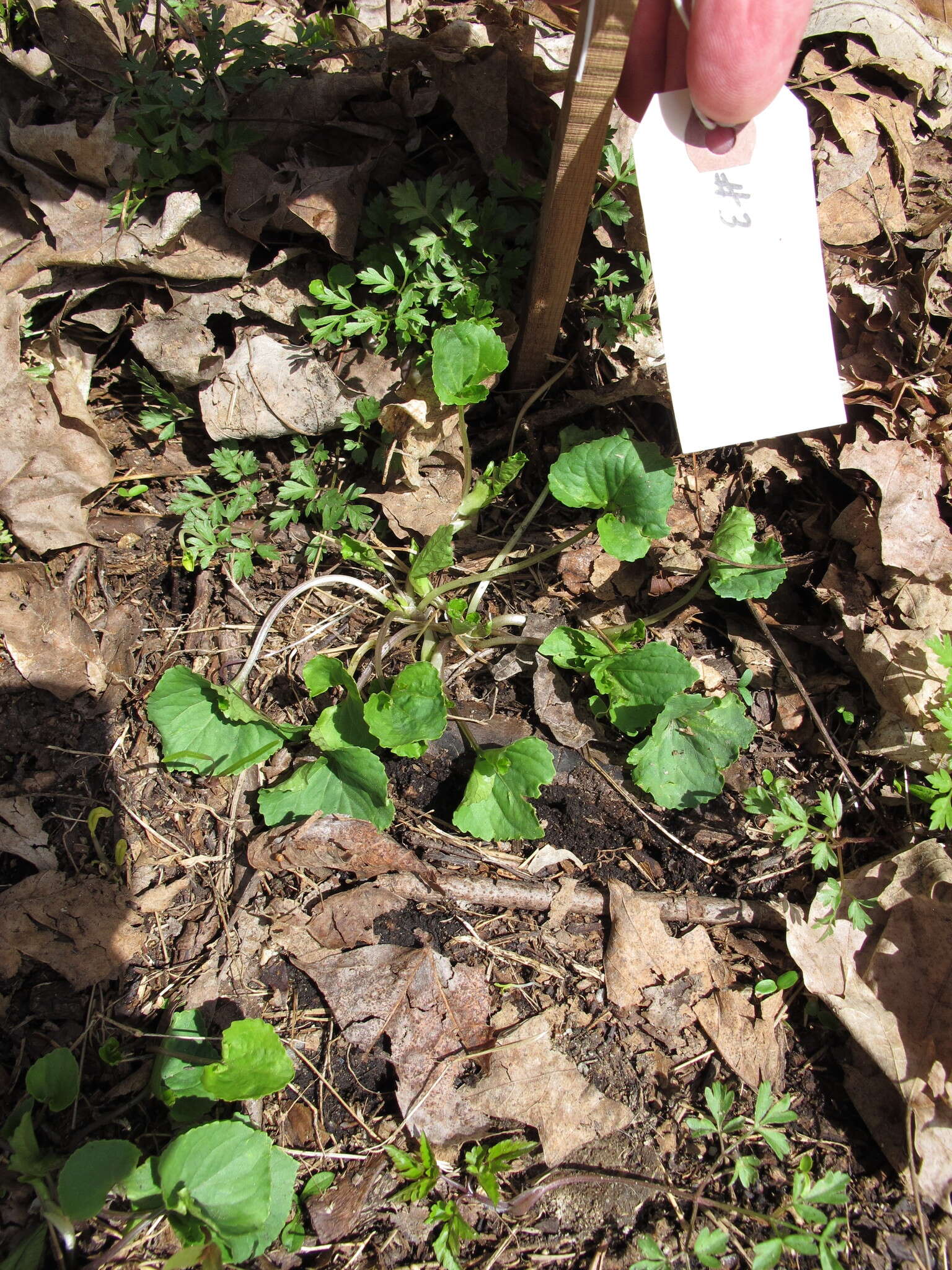 Sivun Viola pubescens var. scabriuscula Schwein. ex Torr. & A. Gray kuva