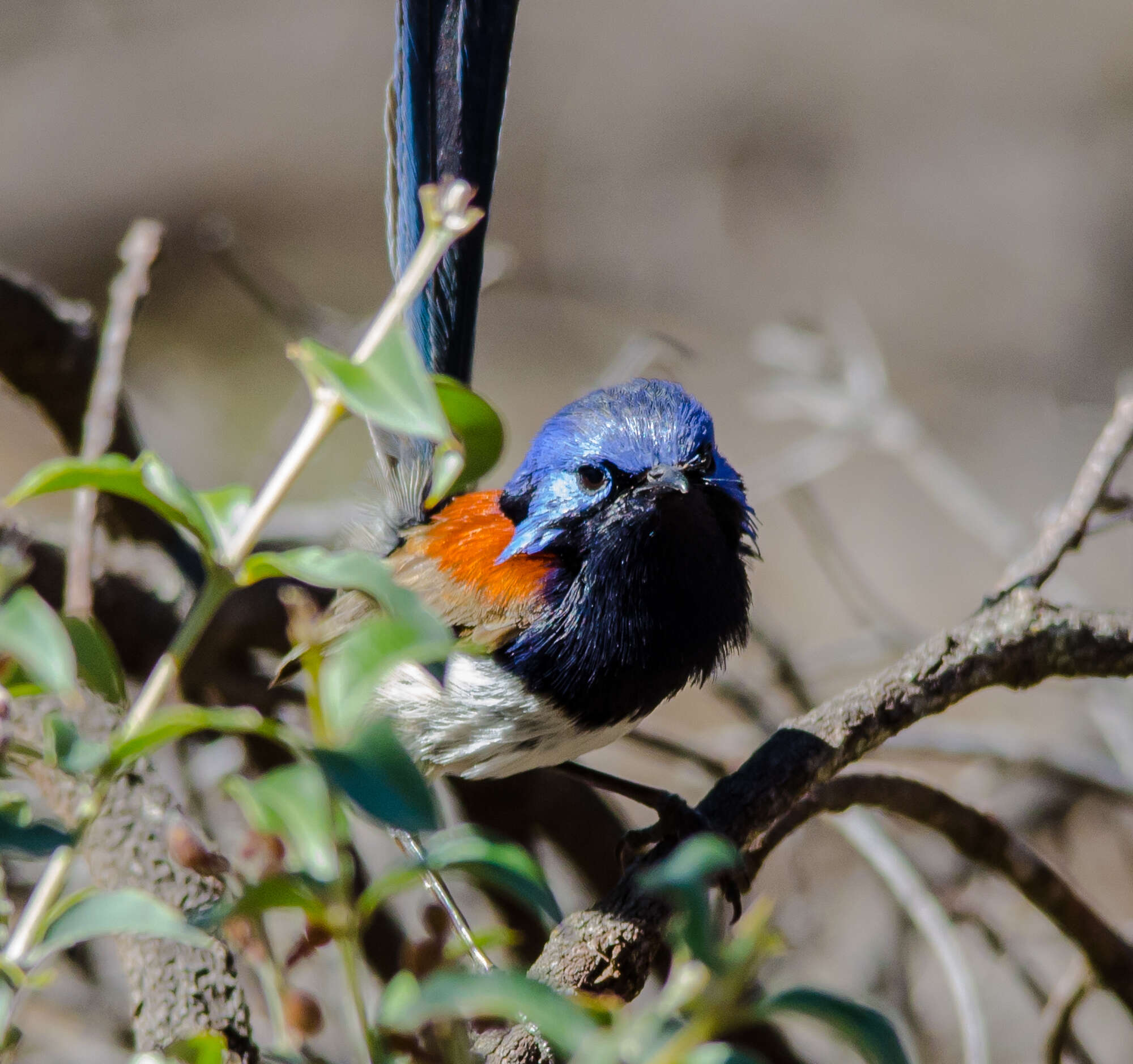 Image of Blue-breasted Fairy-wren