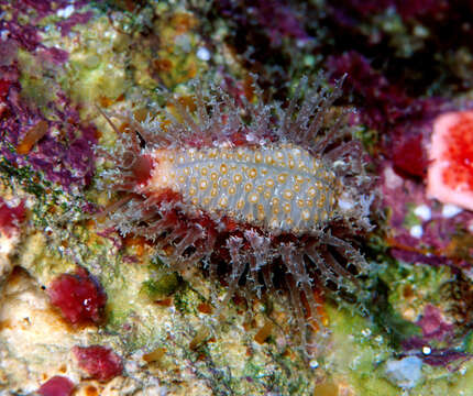 Image of Kernel cowry