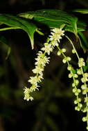 Image of Ripogonum discolor F. Muell.