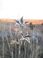 Image of Gladiolus longicollis Baker