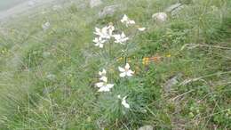 Imagem de Anemonastrum narcissiflorum (L.) Holub