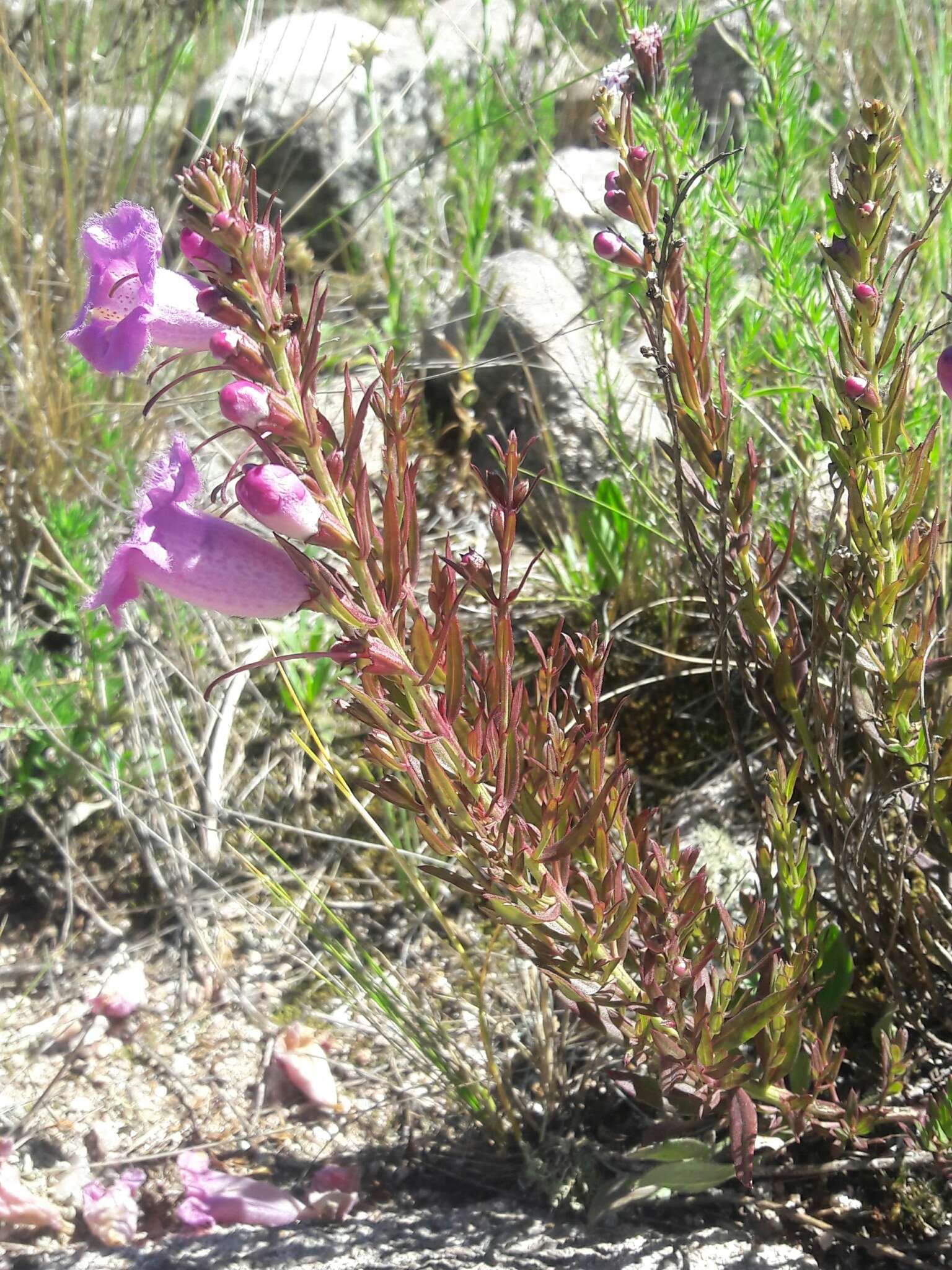 صورة Agalinis genistifolia (Cham. & Schltdl.) W. G. D' Arcy