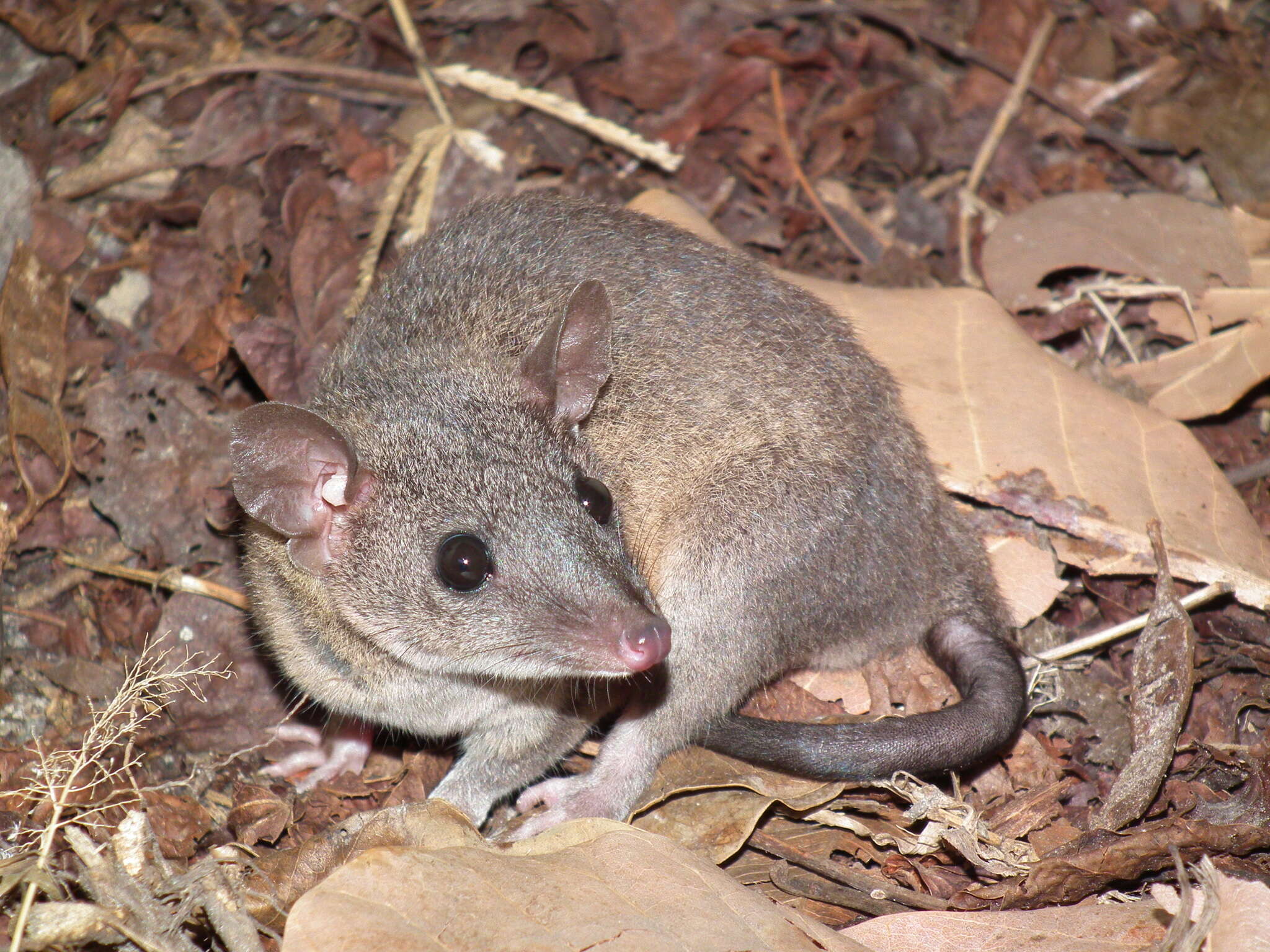 Image of Gray Short-tailed Opossum