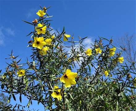 Imagem de Hibiscus divaricatus R. Grah.