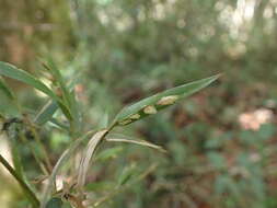 Image of Nastus perrieri A. Camus