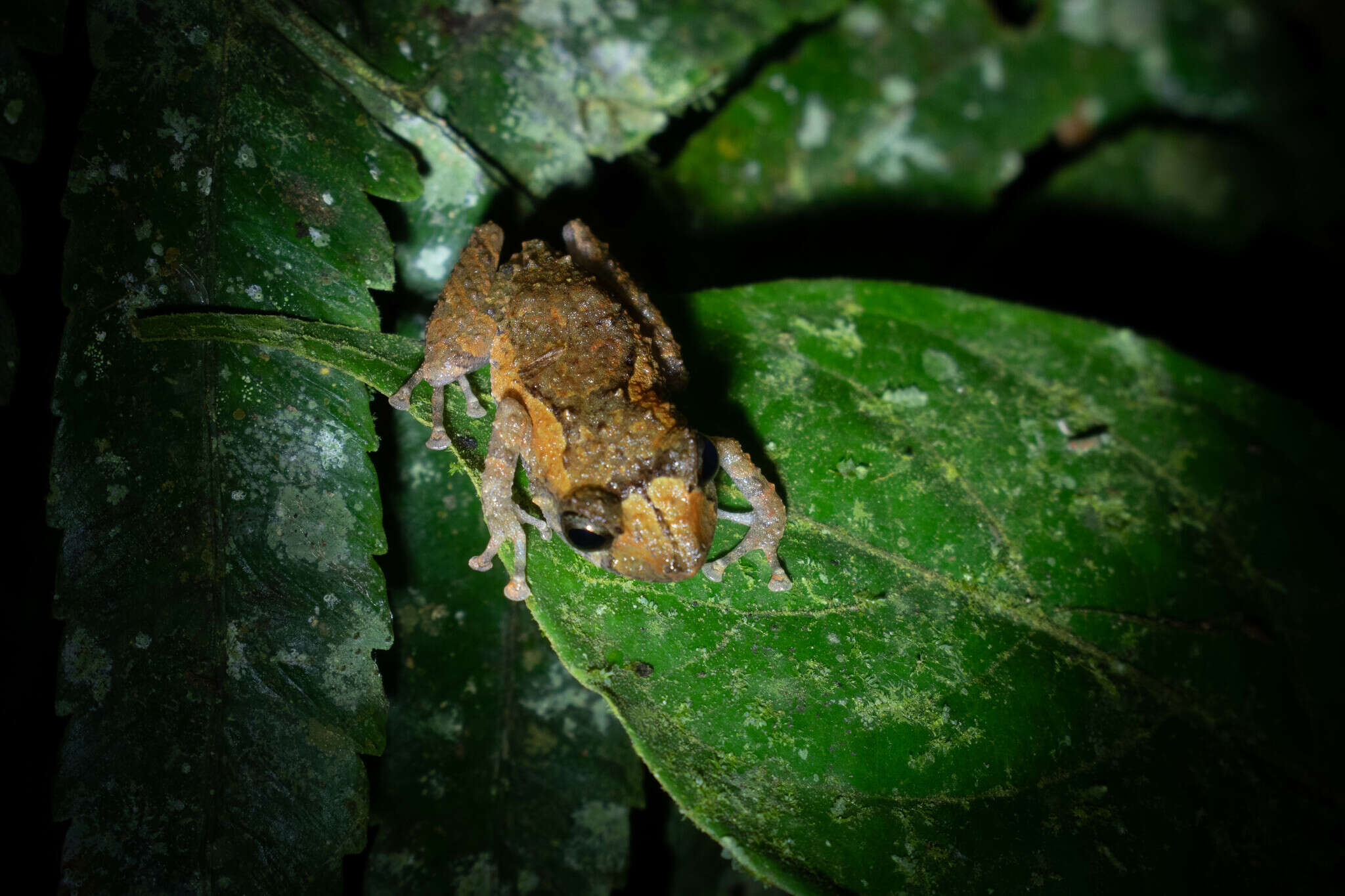 Image of white-striped robber frog