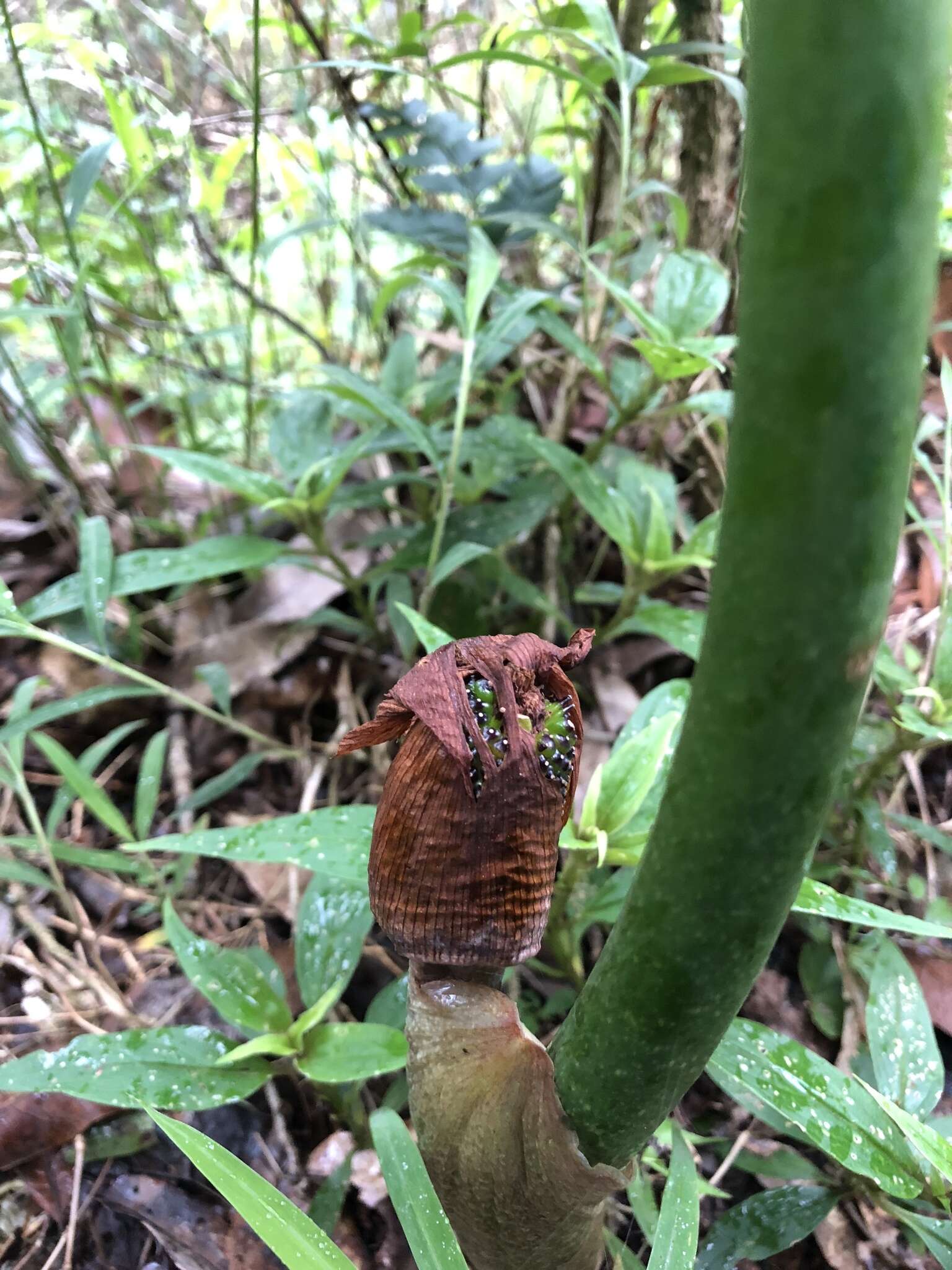 Image of Arisaema taiwanense J. Murata