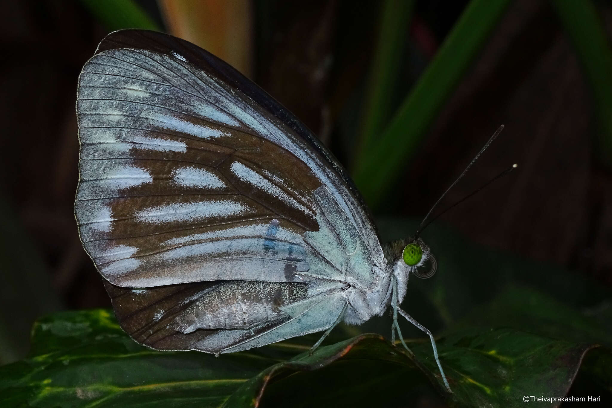 Image of Pareronia ceylanica (Felder & Felder (1865))