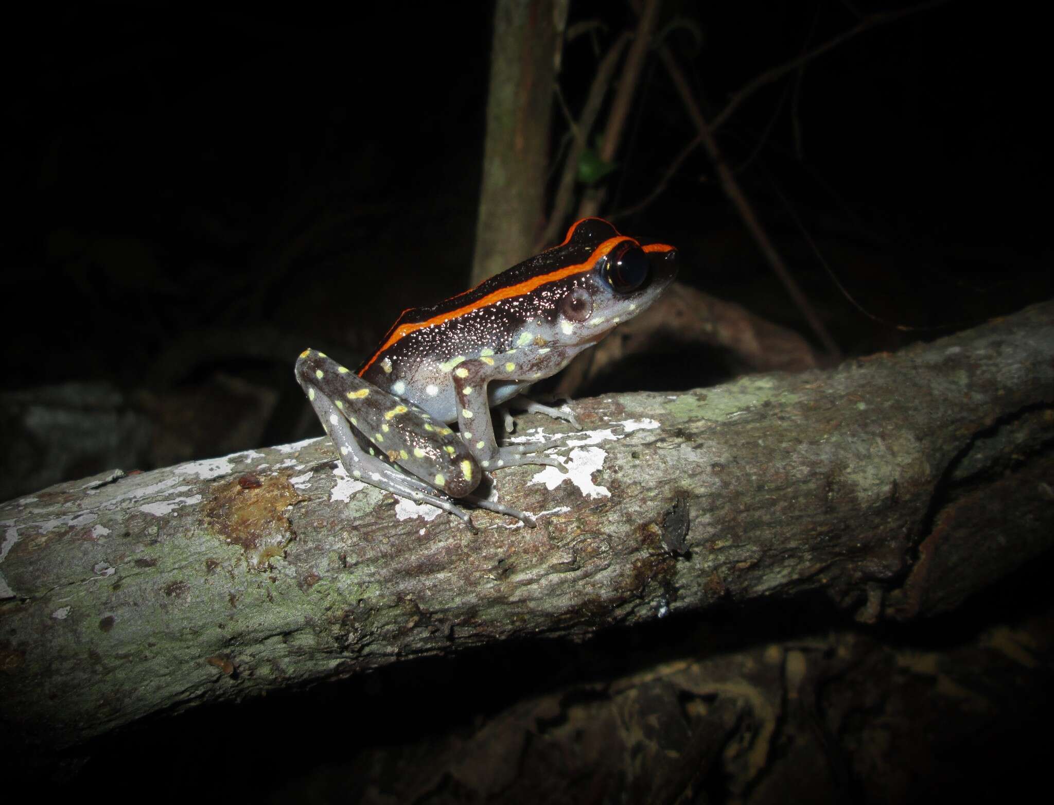 Plancia ëd Pulchrana centropeninsularis (Chan, Brown, Lim, Ahmad & Grismer 2014)