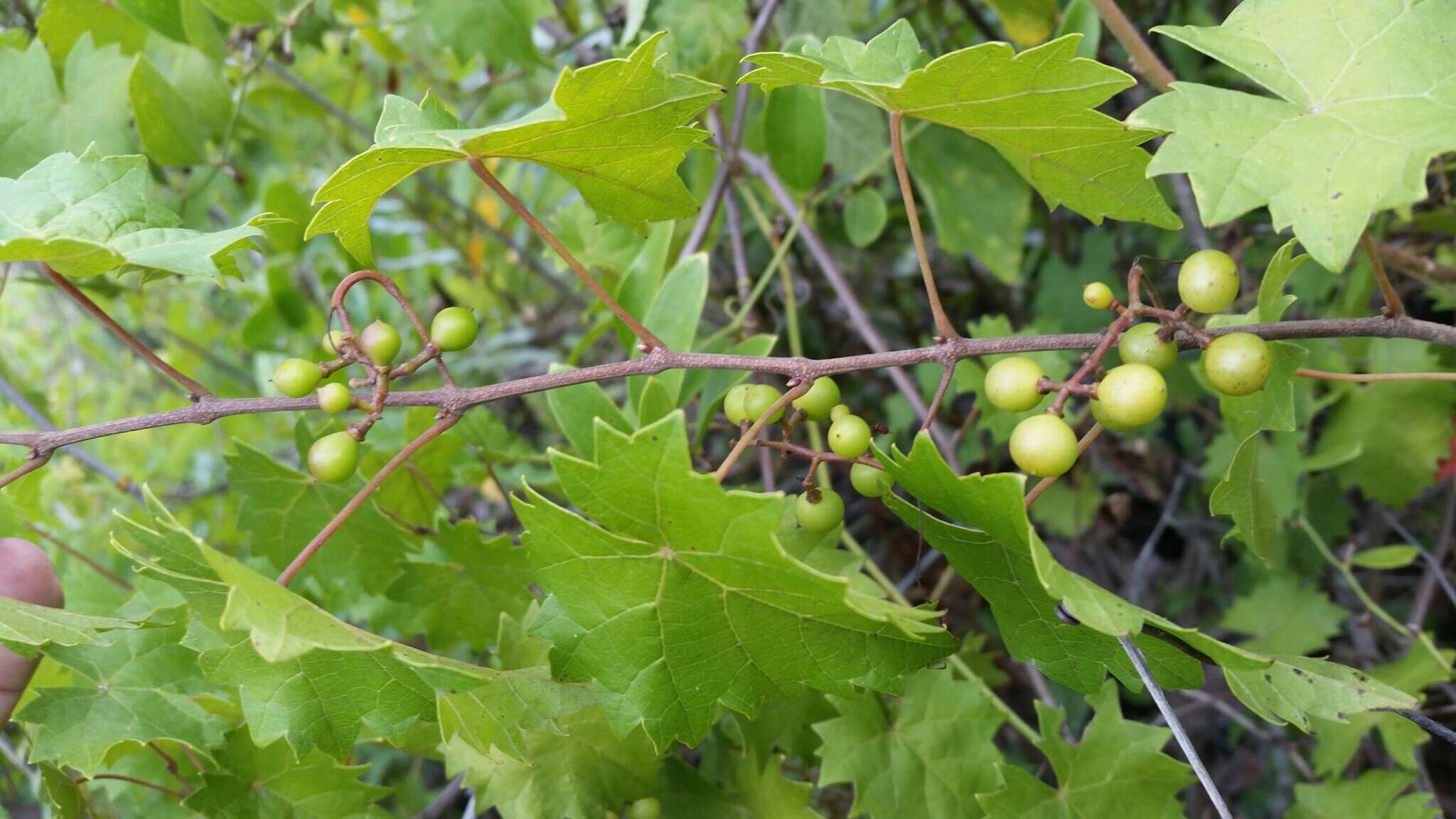 Imagem de Vitis rotundifolia var. munsoniana (Simpson ex Munson) M. O. Moore