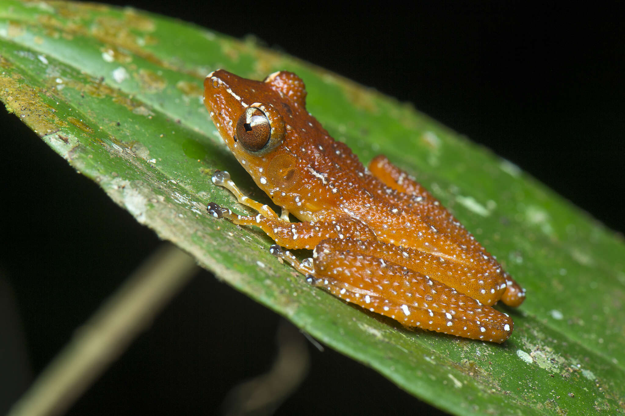 Слика од Nyctixalus pictus (Peters 1871)